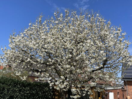 Frühkirschenbaum in Lüneburg