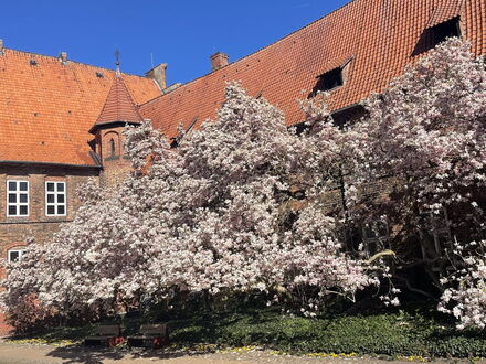 Magnolie Rathaus in Lüneburg