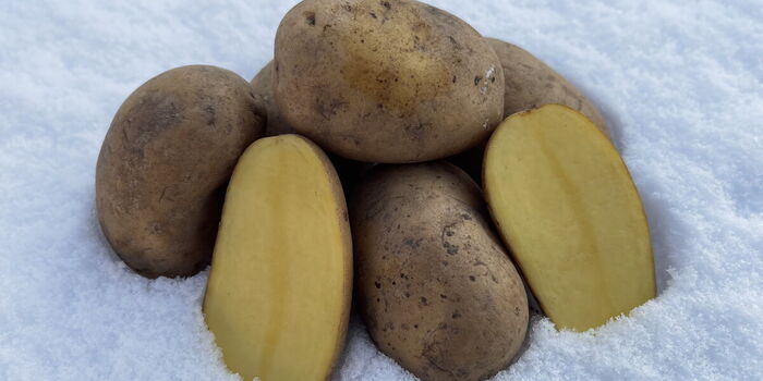 Eine festkochende Kartoffelsorte wird empfohlen