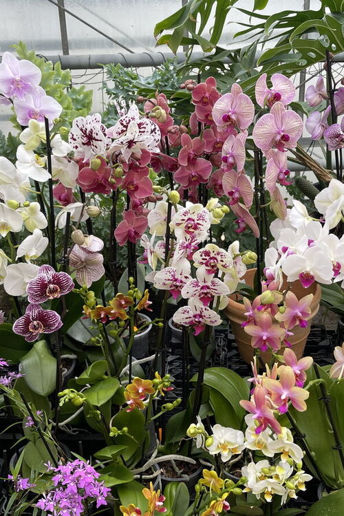 Orchideen vom Feinsten in Dahlenburg